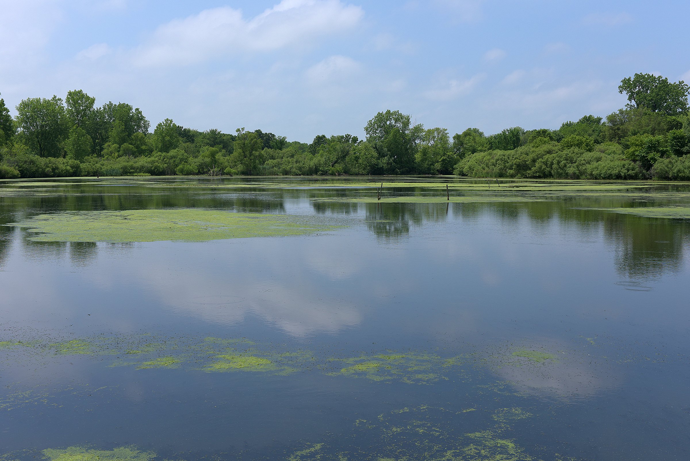 Pond on a farm in Lake County, Indiana - LAND AUCTION - 147+/- ACRES OFFERED IN 3 TRACTS IN LAKE COUNTY, INDIANA